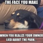 Funny Rottweiler Memes 11
