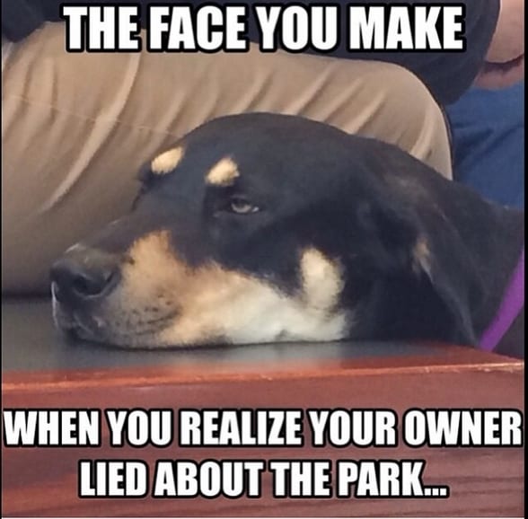 Funny Rottweiler Memes