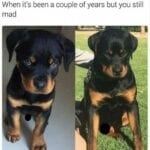 Funny Rottweiler Memes 12