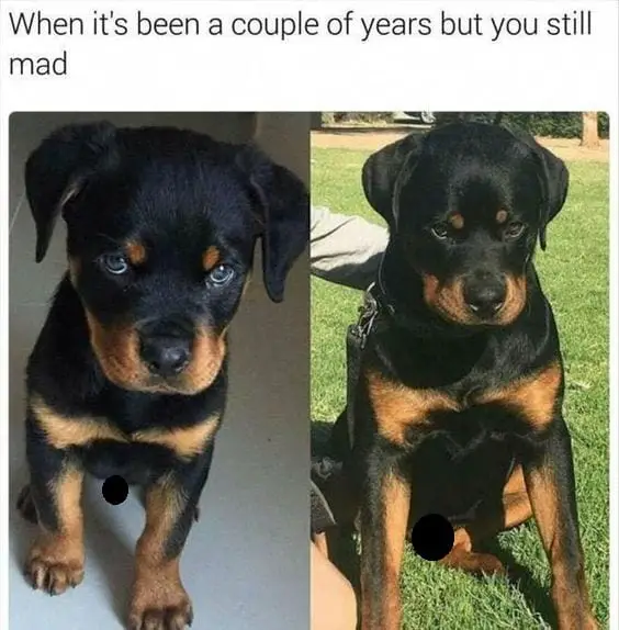 Rottweiler