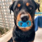 Funny Rottweiler Memes 13