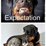 Funny Rottweiler Memes 2