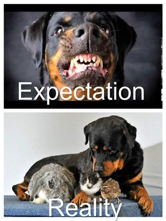 Funny Rottweiler Memes