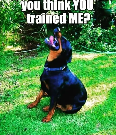 Funny Rottweiler Memes