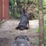 Funny Rottweiler Memes 3