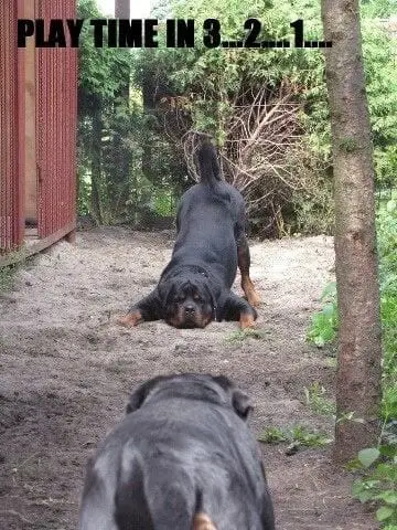 Rottweiler