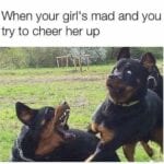Funny Rottweiler Memes 3