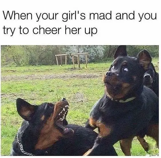 Funny Rottweiler Memes