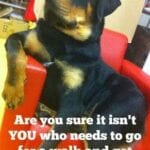 Funny Rottweiler Memes 4
