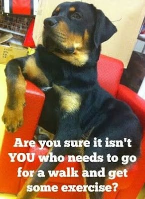 Funny Rottweiler Memes