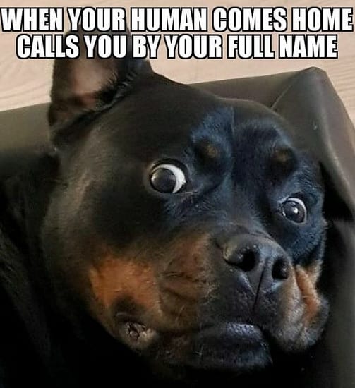 Funny Rottweiler Memes