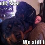 Funny Rottweiler Memes 5