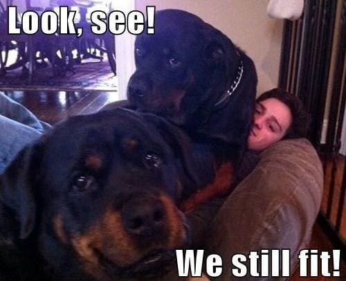 Funny Rottweiler Memes