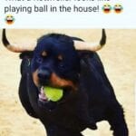 Funny Rottweiler Memes 5