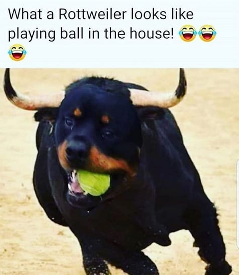 Rottweiler