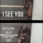 Funny Rottweiler Memes 6