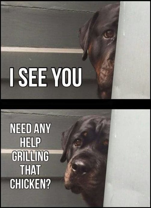 Funny Rottweiler Memes