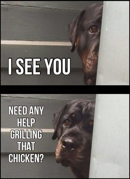 Funny Rottweiler Memes