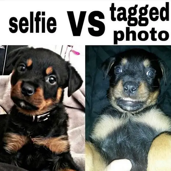 Funny Rottweiler Memes