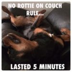 Funny Rottweiler Memes 7