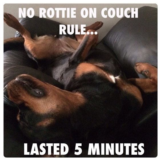 Funny Rottweiler Memes