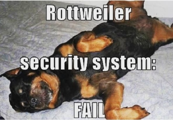 Funny Rottweiler Memes