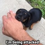 Funny Rottweiler Memes 8