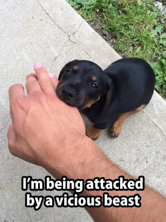 Funny Rottweiler Memes