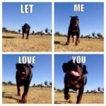 Funny Rottweiler Memes 9
