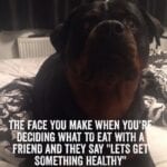 Funny Rottweiler Memes 9