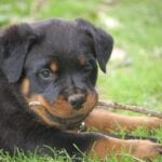 Rottweiler Names