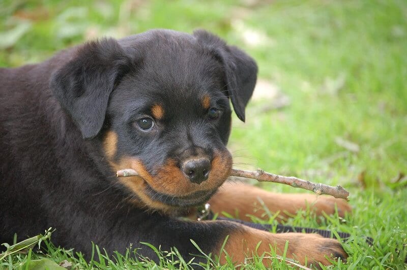 370 Rottweiler Names – Popular Male and Female Names 1 Rottweiler Names