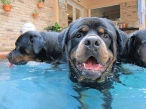 10 Things That Rottweilers Love 6 Rottweiler