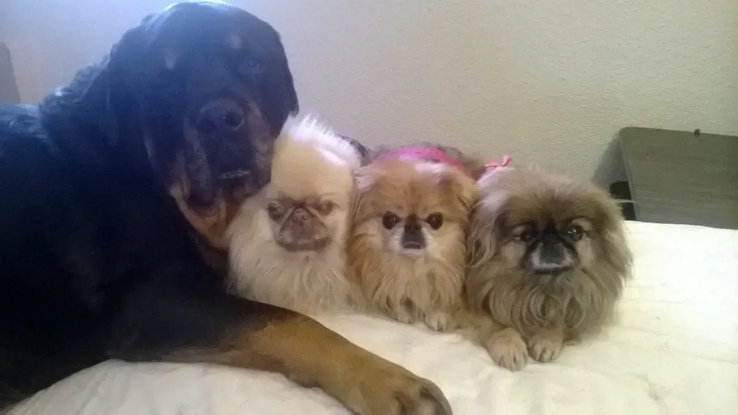 rottweiler and Pekingese