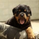 Rottweiler