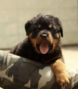 10 Things That Rottweilers Love 5 Rottweiler