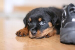 10 Things That Rottweilers Love 1 Rottweiler