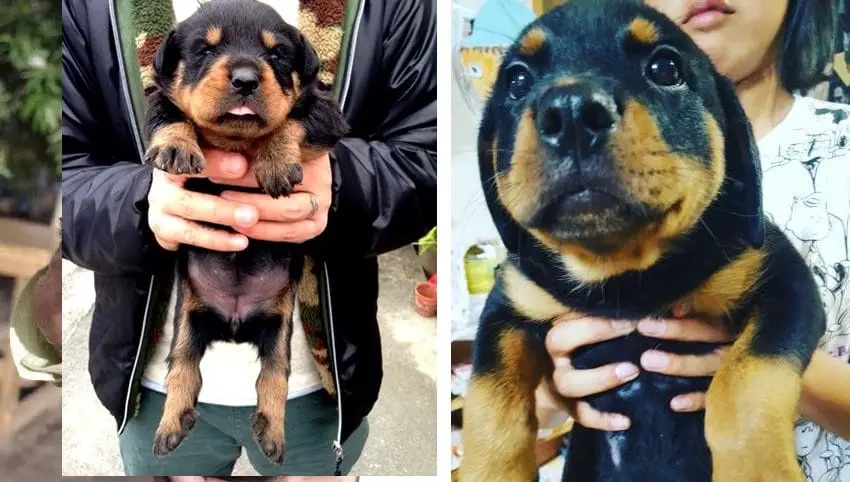 rottweiler