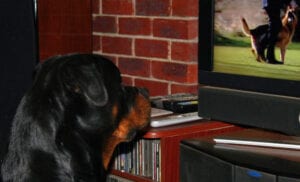 10 Things That Rottweilers Love 4 Rottweiler