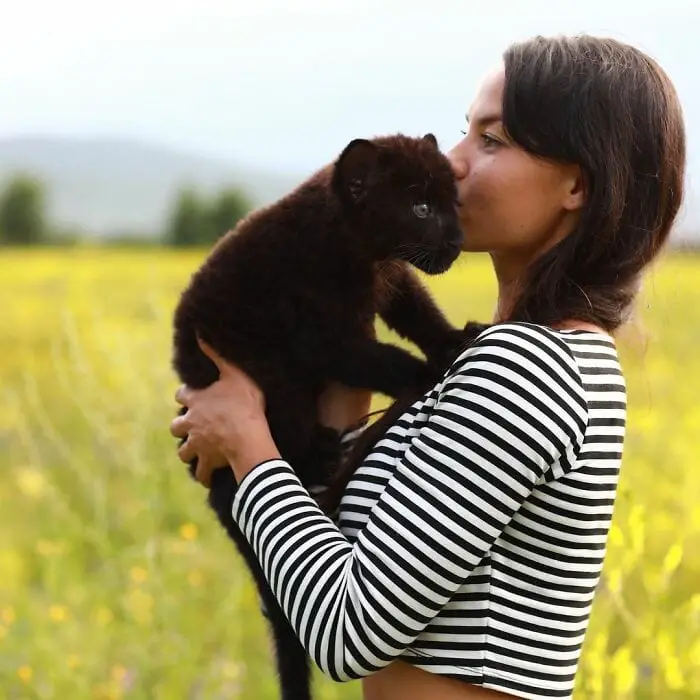 Panther Abandoned,Mother,Grows Up,Human,Rottweiler,Best Friend