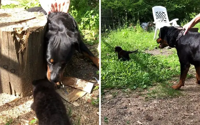 Panther Abandoned,Mother,Grows Up,Human,Rottweiler,Best Friend