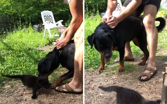 Panther Abandoned,Mother,Grows Up,Human,Rottweiler,Best Friend