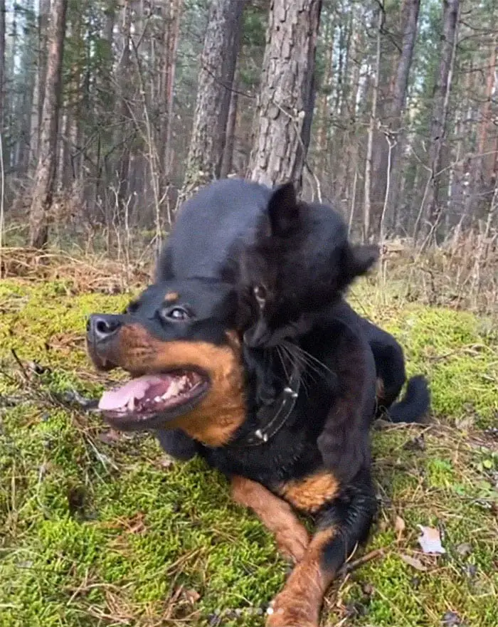 Panther Abandoned,Mother,Grows Up,Human,Rottweiler,Best Friend