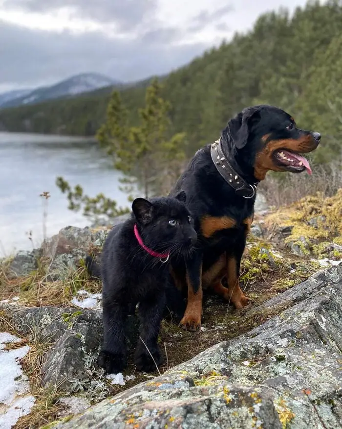 Panther Abandoned,Mother,Grows Up,Human,Rottweiler,Best Friend