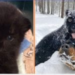 Panther Abandoned By Its Mother Grows Up With A Human And Rottweiler Best Friend