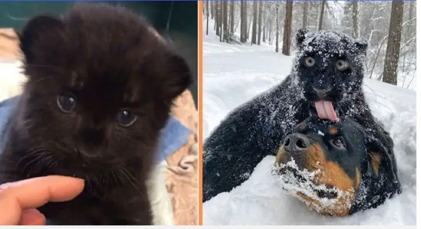 Panther Abandoned By Its Mother Grows Up With A Human And Rottweiler Best Friend