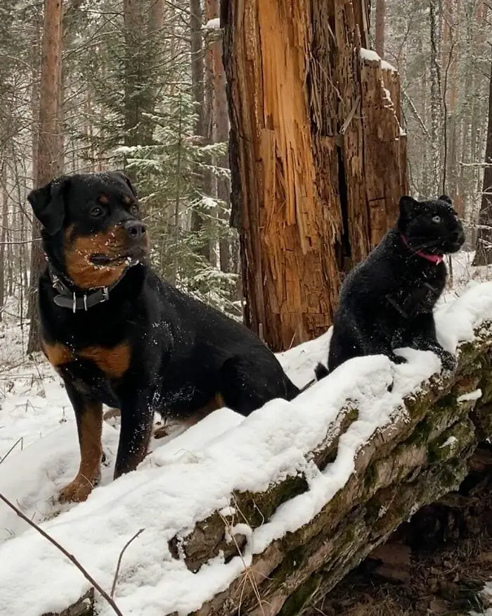 Panther Abandoned,Mother,Grows Up,Human,Rottweiler,Best Friend