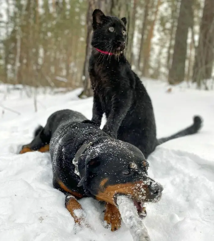 Panther Abandoned,Mother,Grows Up,Human,Rottweiler,Best Friend