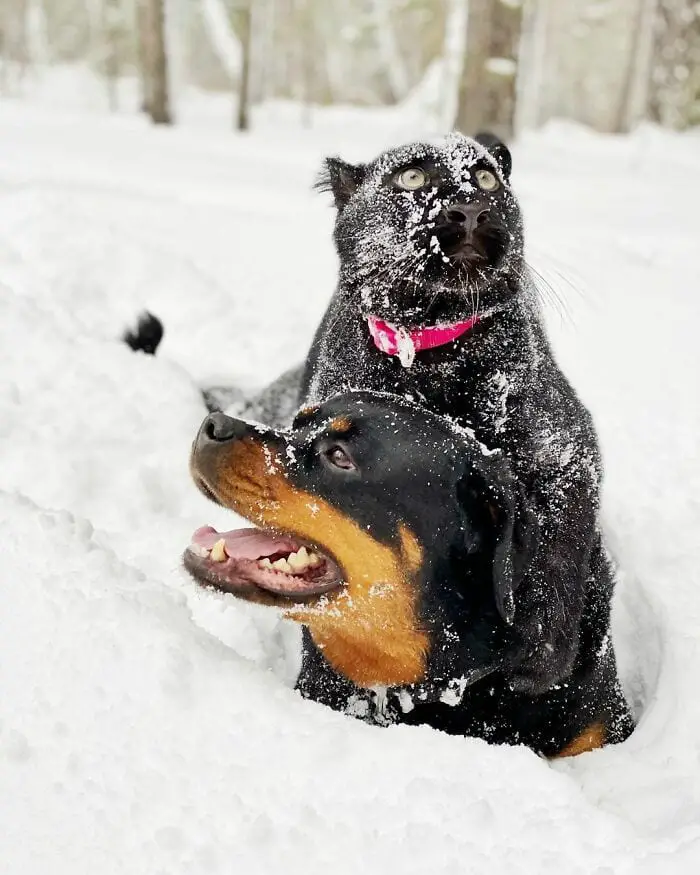 Panther Abandoned,Mother,Grows Up,Human,Rottweiler,Best Friend