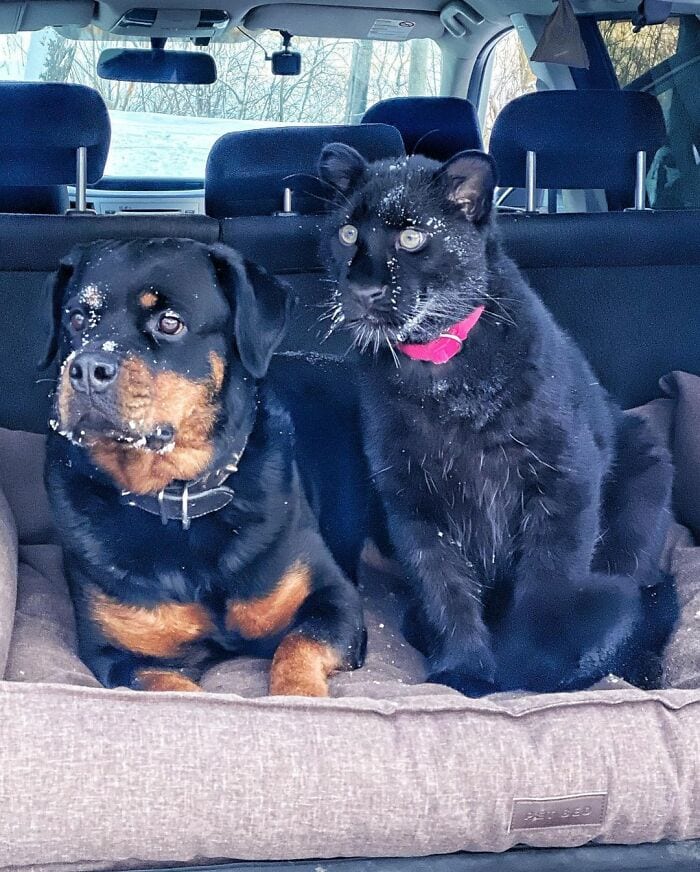 Panther Abandoned,Mother,Grows Up,Human,Rottweiler,Best Friend